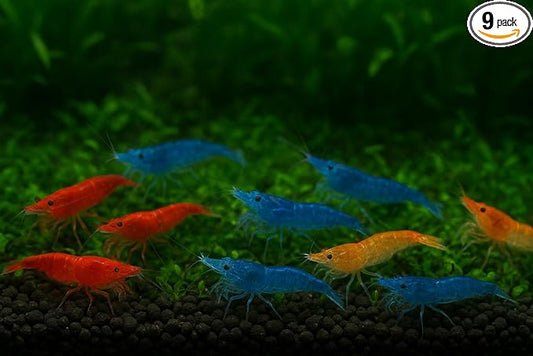 3 Orange & 3 Blue & 3 Fire Red Three Mix Colors Live Shrimps Freshwater Shrimp High Grade Live Shrimps – Freshwater Shrimp Aquarium Inverts –Live Arrival Guarantee (Pack of 9+)