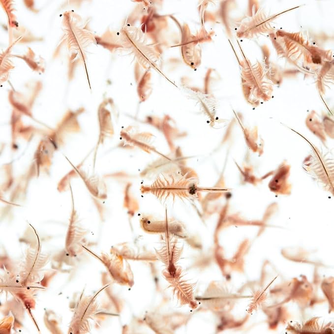 Aquatic Foods Inc. Brine Shrimp Artemia Eggs, Premium Grade 90% Hatch Rate from The Great Salt Lake, Utah, USA. - 400 Grams
