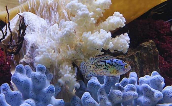 Swimming Creatures Blue Electric Dempsey (Rocio octofasciata) Approx.Size 0.75" - AKA Jack Dempsey Cichlid Freshwater Aquarium Fish Live (6 Pack)