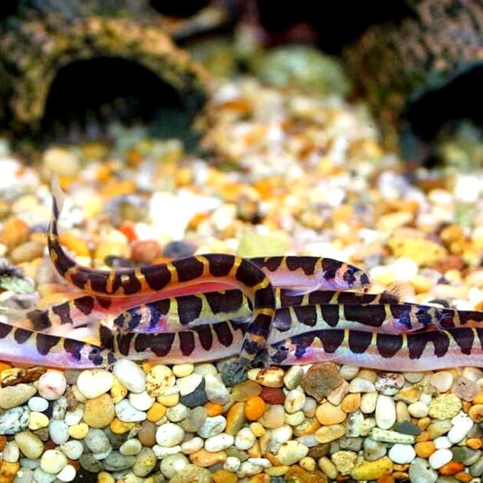Striped kuhli Loach (Pack of 6 Fish) - Aquarium Exotic Freshwater Live Fish