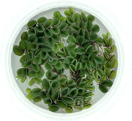 Asian Watermoss, Salvinia cucullata, Live Aquarium/Aquatic/Freshwater/Floating/Pond Plant, Planted Tank, Aquascaping by Aquarium Plant Center (24 Plants)