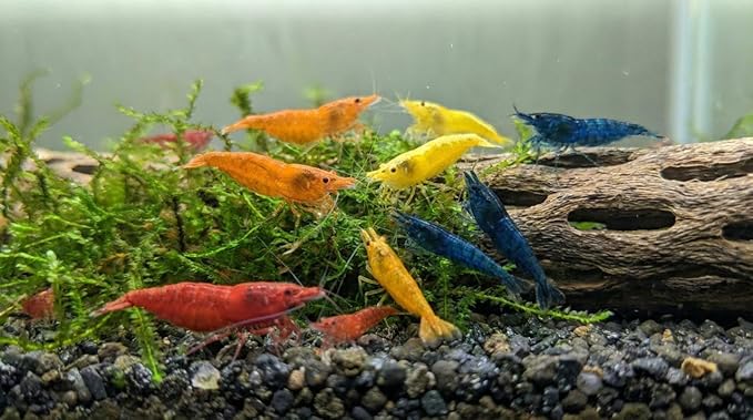 9 Red – 9 Blue - 9 Orange -9 Yellow Color Neocaridina Rainbow Live Freshwater Aquarium Shrimps for Aquarium. Young Adults Beeding Age. Live Arrival Guarantee (Pack of 36)