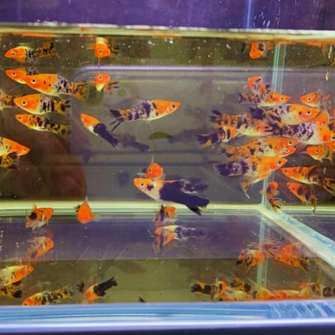 Koi Swordtail (pack of 5) - Live Fish for Aquarium Exotic Freshwater Live Fish, Live Aquarium Fish, Live Fish, Live Freshwater Fish Freshwater Fish Live Buy Live Fish