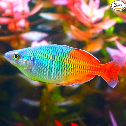 Neat&Tidy Boesemani Rainbow Fish (Pack of 3) - Live Exotic Freshwater Aquarium Fish