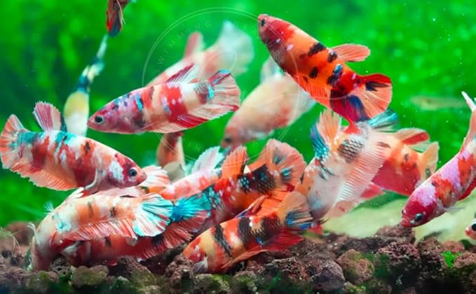 Swimming Creatures™ Betta Live Freshwater Aquarium Fish (Female Koi Betta)