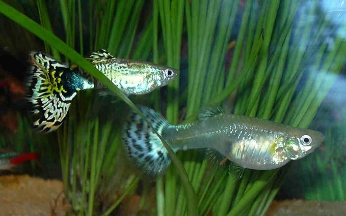 Guppies Guppy Fancy Fantail Tropical Fish 12 Male Assorted Colors