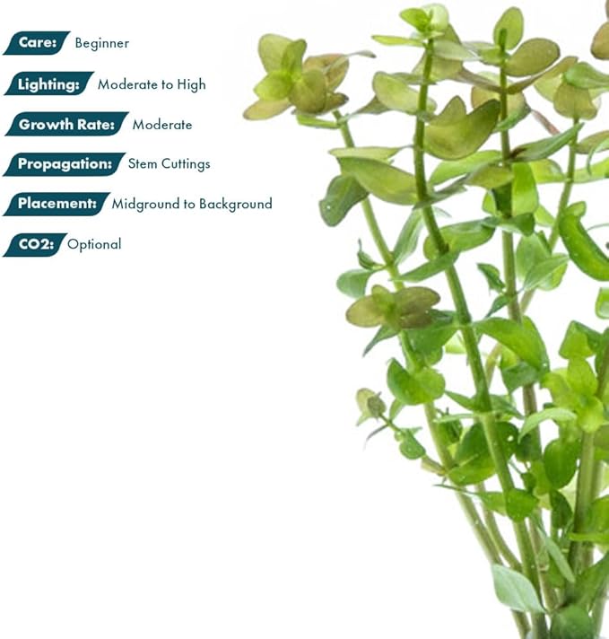 SubstrateSource Live Aquarium Red Stem Plants - Freshwater Aquatic Plant for Fish Tanks, Aquascaping - (Cabomba Piauhyensis Red, 1 Bunch)