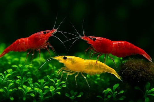 10 FIre Red & 10 Orange Live Freshwater Shrimp High Grade Live Shrimps – Freshwater Shrimp Aquarium Inverts, Hardy Nano Tank Healthy Shrimps Pets – with Live Arrival Guarantee