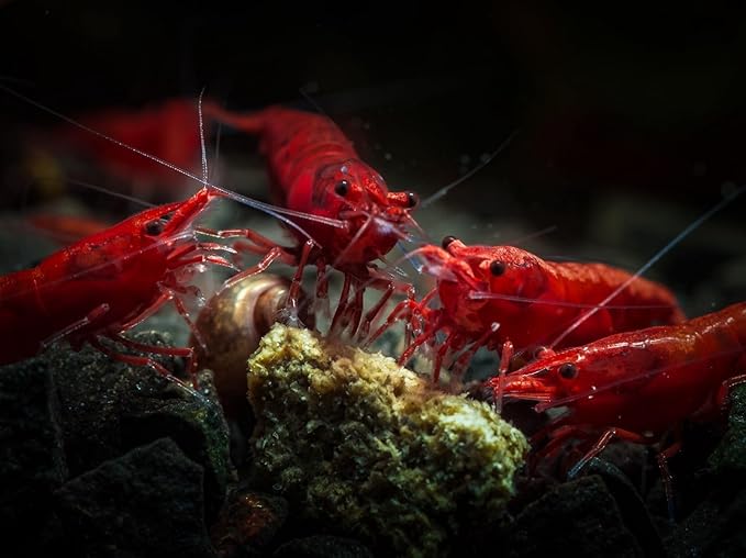 7 Yellow, 7 Fire Red & 7 Blue Dream Three Mix Colors Live Shrimps Freshwater Shrimp High Grade Live Shrimps – Freshwater Shrimp Aquarium Inverts – with Live Arrival Guarantee (Pack of 21+)