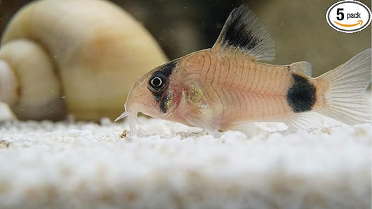 5 Panda Corydoras, Panda Corycats, Cute Freshwater Aquarium Catfish