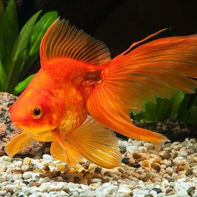 Aquatic Foods Inc. Ultra Intense Color Enhancing with a 10-Day Color Change, 1.5mm - 2mm Floating Pellets for Cichlids, Discus, All Baby and Small Tropical Fish & Pond Fish...1/2-lb Bag