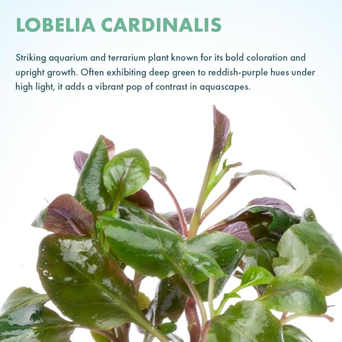SubstrateSource Live Plants - Cardinal Flower (Lobelia cardinalis) - Moderate to High Light Aquarium Display, Bright Green Accent, Midground Placement for Aquascaping, Stem Aquatic Plant - Pot