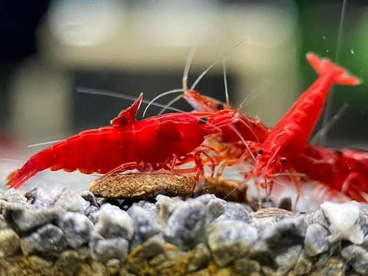 Fire Red Premium High-Grade Cherry Shrimp Neocaridina Freshwater Aquarium, Live Shrimp Freshwater Aquarium Live Arrival Guarantee (Pack 10)