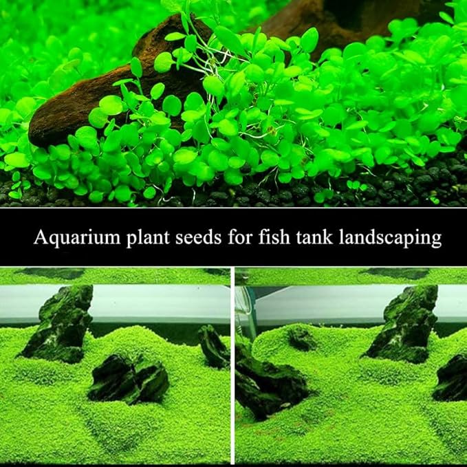 2 Pack Aquarium Plants for Fish Tank, Easy Growing, Real Carpet Decor for Fish Tank/Terrarium