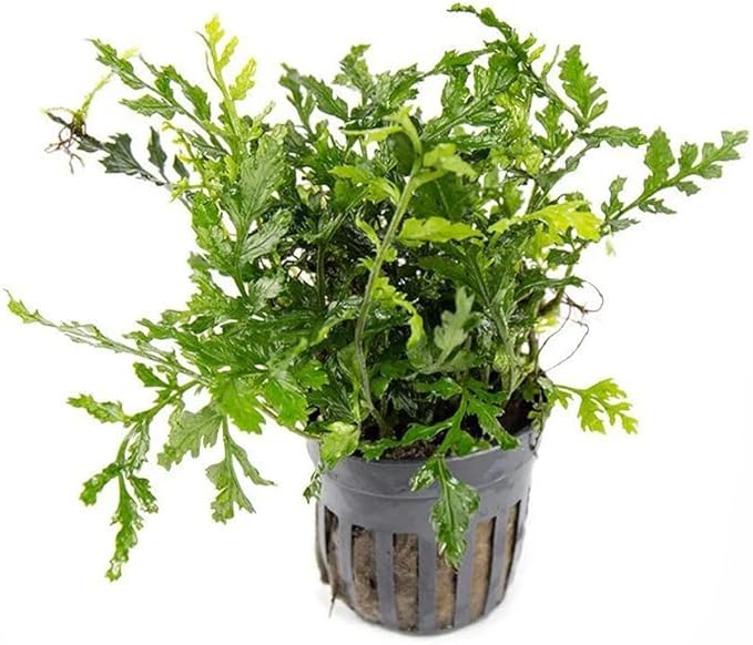 SubstrateSource Mini Bolbitis Baby Leaf - Live Aquarium Plant for Fish Tank Decorations (1 Pot)