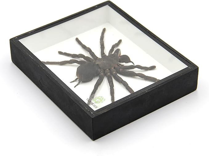 Real Giant Bird Eating Tarantula EURYPEIMA SPINCRUS Spider Taxidermy Transparent Boxed Display (Black Wooden Box)