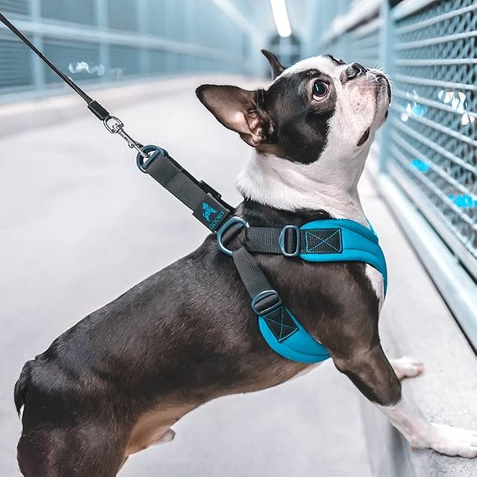 Gooby Escape Free Sport Dog Harness, Choke-Free, Blue, Medium | Patented escape-free frame; Reduces choking; 4-point adjustment; Soft neoprene padding; Durable webbed straps