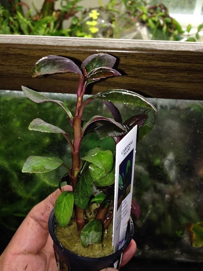 Foreground Potted Live Aquarium Plants | Freshwater Aquatic Plants for Aquariums (Lobelia Cardinalis, 1)