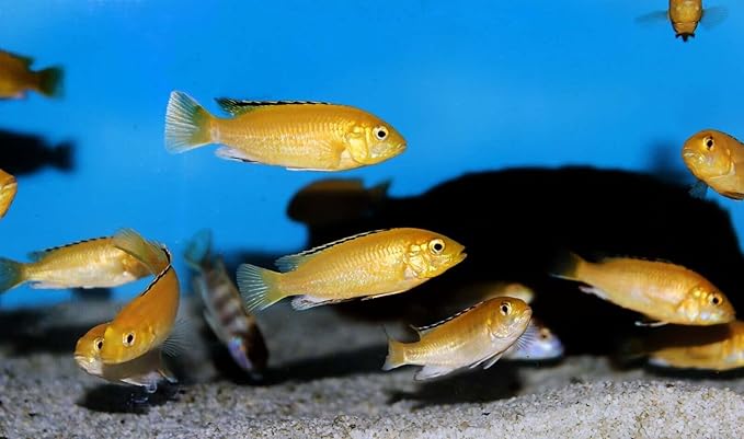 Aquatic Foods Inc. Tropical Fish 1mm - 1/32" Floating 40% Protein Pellets for Discus, Cichlids, Bettas, Guppies, Tetras, Live Bearers, Baby Koi, Smaller Tropical and Pond Fish...WL 3-lbs 10oz Lg Jar