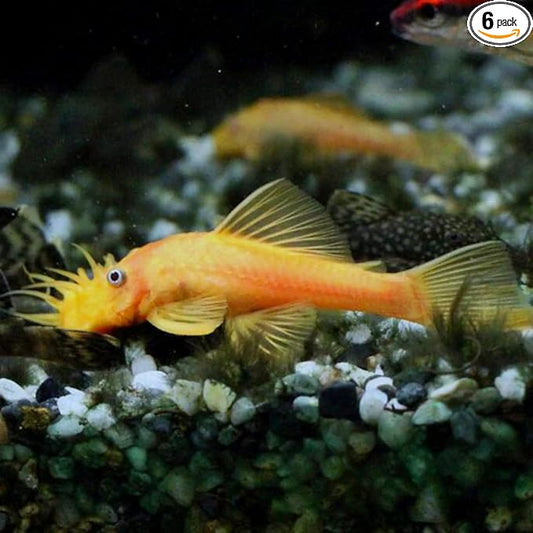 Albino Bushy Nose Pleco (1/2 inch) (Pack of 6 Fish) - Aquarium Exotic Freshwater Live Fish