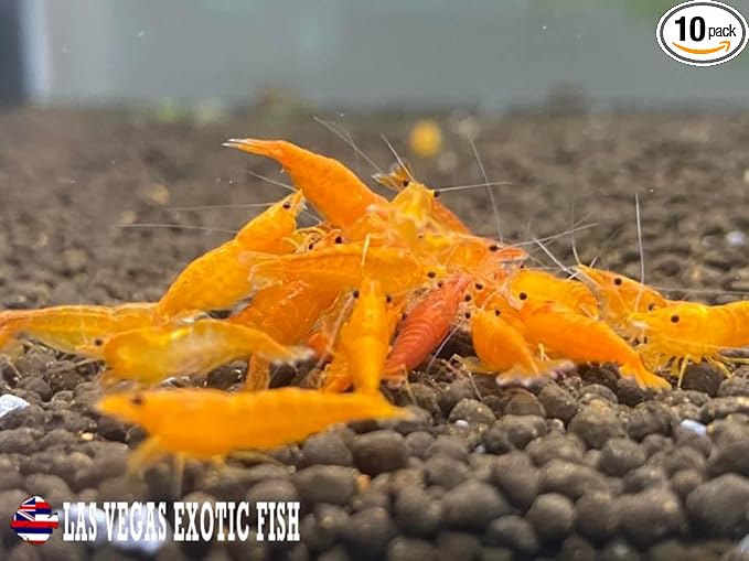 Las Vegas Exotic Fish™ 10 Orange Sunkist Neocaridina Shrimp Live Freshwater Shrimp Aquarium Inverts (Orange Sunkist)