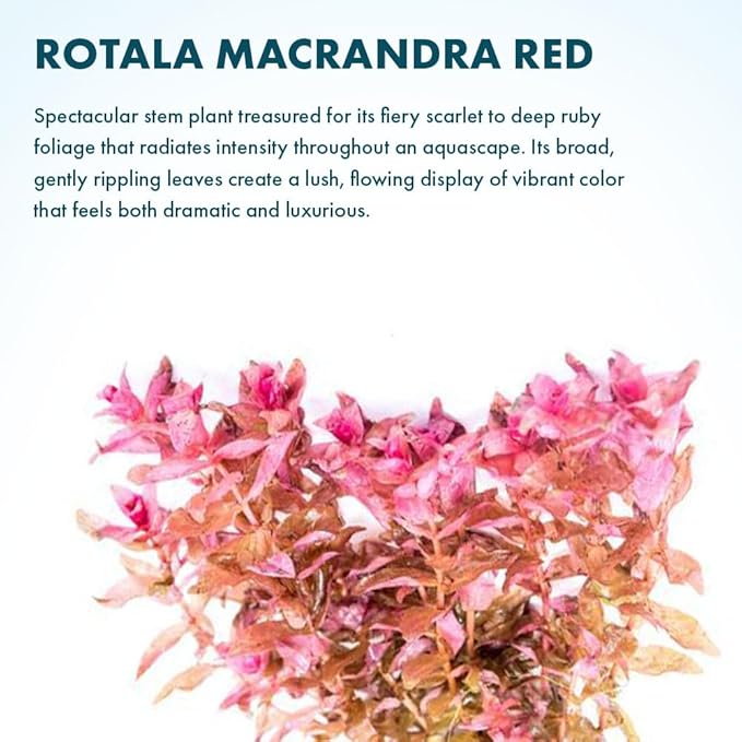 SubstrateSource Live Aquarium Red Stem Plants - Freshwater Aquatic Plant for Fish Tanks, Aquascaping - (Rotala Rotundifolia, 1 Bunch)
