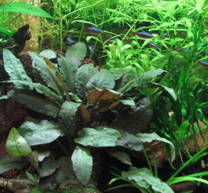 Cryptocoryne Wendtii Tropica Potted Live Aquarium Plants Freshwater Fish Tank Decorations
