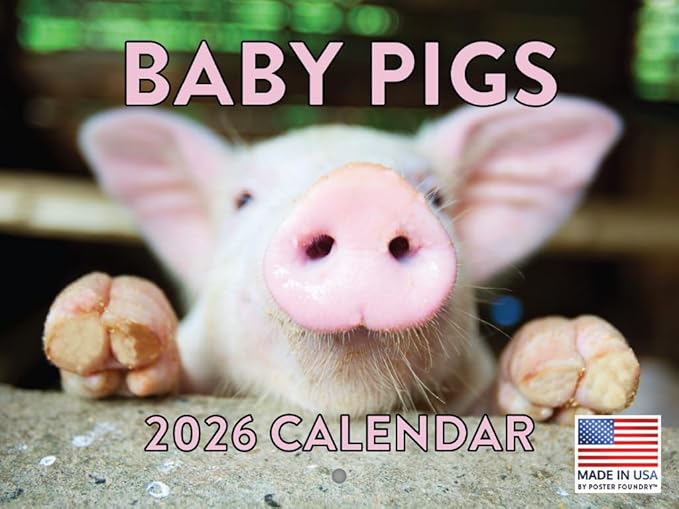 Baby Pig Calendar 2026 Wall 12 Month Piglet Gifts For Pigs Lovers Women Men Monthly Calender | American Made In The USA