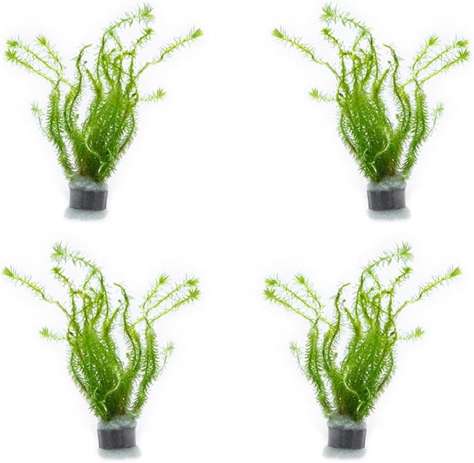 SubstrateSource Live Aquarium Stem Plants - Freshwater Aquatic Plant for Fish Tanks, Aquascaping - (Mayaca Fluviatilis, 4 Bunches)