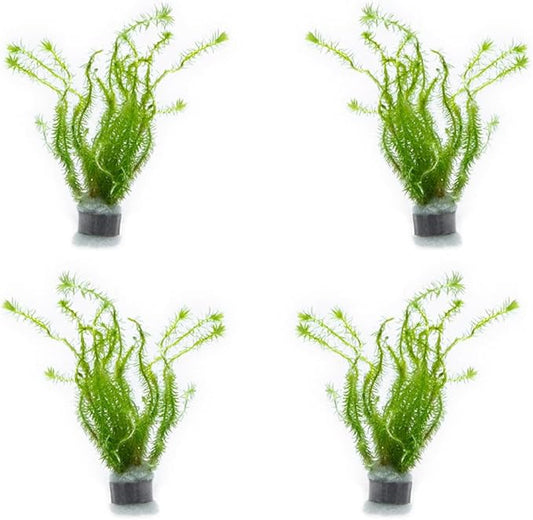 SubstrateSource Live Aquarium Stem Plants - Freshwater Aquatic Plant for Fish Tanks, Aquascaping - (Mayaca Fluviatilis, 4 Bunches)