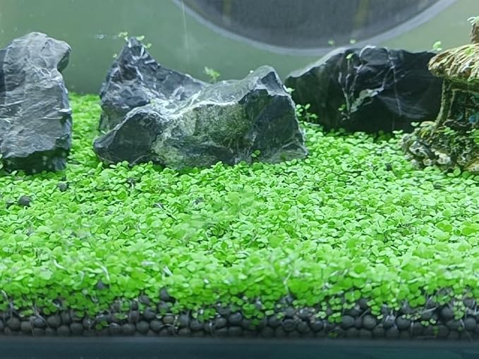 4 Bags Aquarium Plant S.e.e.ds, not Artificial Plastic Plant, Fish Tank Live Grass for All Substrate (0.36ozTiny+0.36oz Long+0.36oz Short+0.36oz Big Dual) ZQV-010