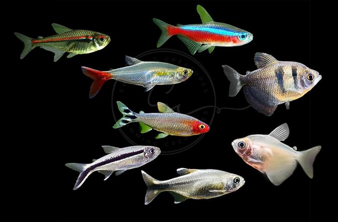 Swimming Creatures 5 PCS Assorted Tetra Mix, Freshwater Aquarium Fish Live Arrival Guarantee (3-4 Kinds Mix)