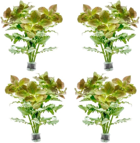 SubstrateSource Live Aquarium Stem Plants - Freshwater Aquatic Plant for Fish Tanks, Aquascaping - (Water Wisteria Hygrophila Difformis, 4 Bunches)