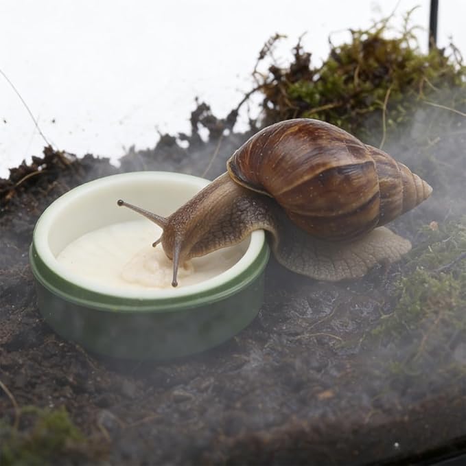 2 Pcs Snail Water and Food Bowl Hermit Crab Feeding Dish for Snail Crab Millipede Frog Tarantula Small Reptile