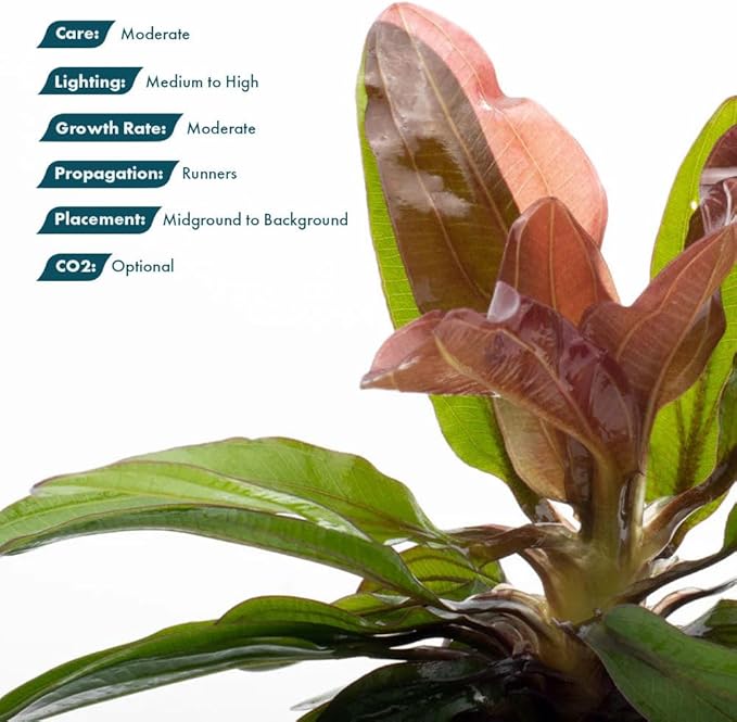 SubstrateSource Live Plants - Echinodorus Red Rubin (Echinodorus ‘Red Rubin’) - Medium to High Light, Red-Green Accent, Midground to Background Placement - Rosette Growth - Pot, 3 Pack