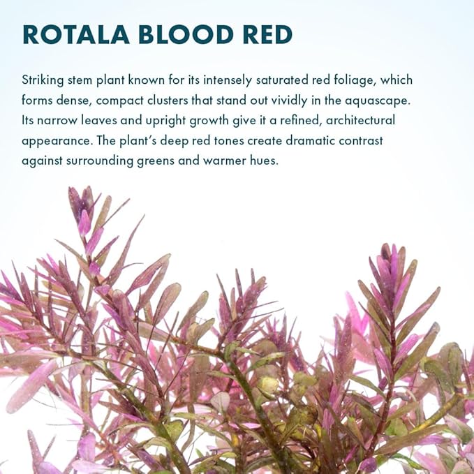 SubstrateSource Live Aquarium Red Stem Plants - Freshwater Aquatic Plant for Fish Tanks, Aquascaping - (Rotala Blood, 4 Bunches)