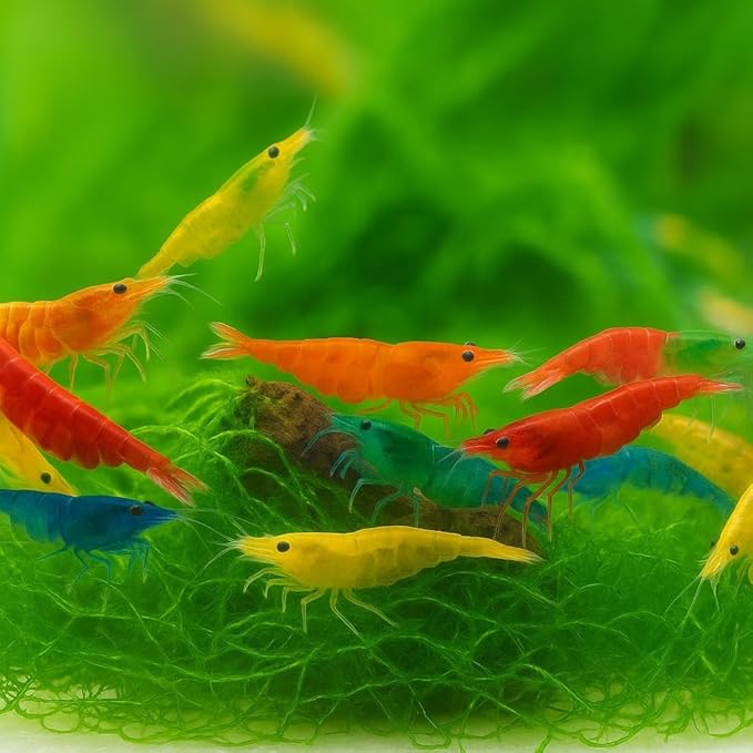 100 + Mixed Color Neocaridina Live Freshwater Aquarium Shrimps for Aquarium Beeding Age Young Adults 1/2-1 inch Long. Live Arrival Guarantee.