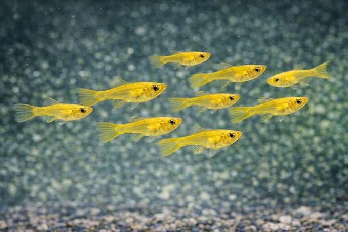 Live Full Gold Guppy Fry 12 Count Freshwater Aquarium Fish for Community and Planted Tanks Juvenile Guppies for Grow Out Aquariums Peaceful Tropical Fish with Live Arrival Guarantee