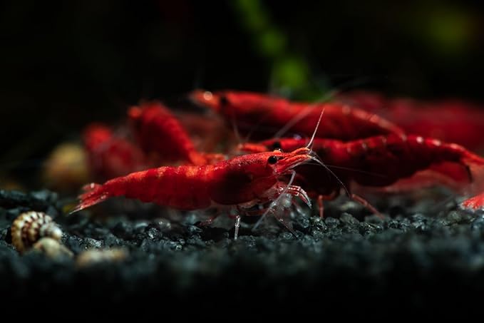 10+ High Grade Fire Red Cherry Shrimps Neocaridina Live Freshwater Shrimp Aquarium Inverts High-Grade Cherry Neocaridina Live Arrive Gurrentee