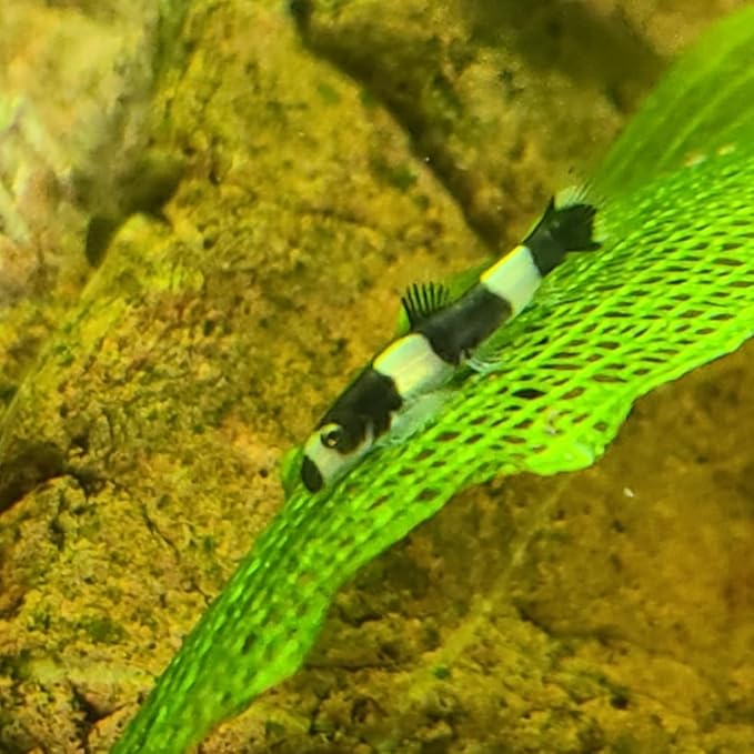 Swimming Creatures™ 2 Panda Loach (Yaoshania Pachychilus) Aquarium Fish Live (Size Approx. 1")