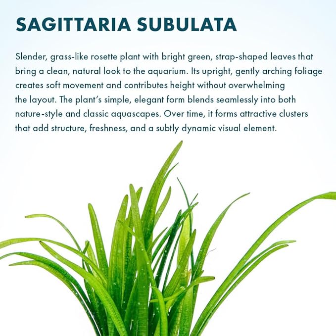 SubstrateSource Dwarf Sagittaria Subulata Live Aquarium Plant for Freshwater Planted Fish Tanks - Aquatic Potted Plants (Bunch)