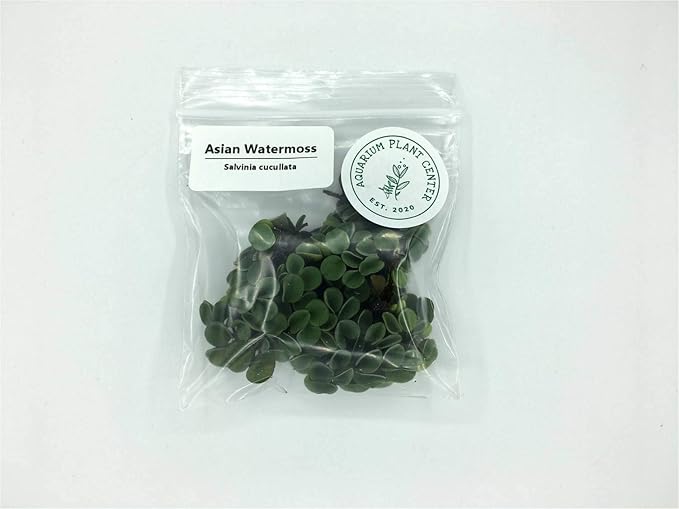 Asian Watermoss, Salvinia cucullata, Live Aquarium/Aquatic/Freshwater/Floating/Pond Plant, Planted Tank, Aquascaping by Aquarium Plant Center (12 Plants)