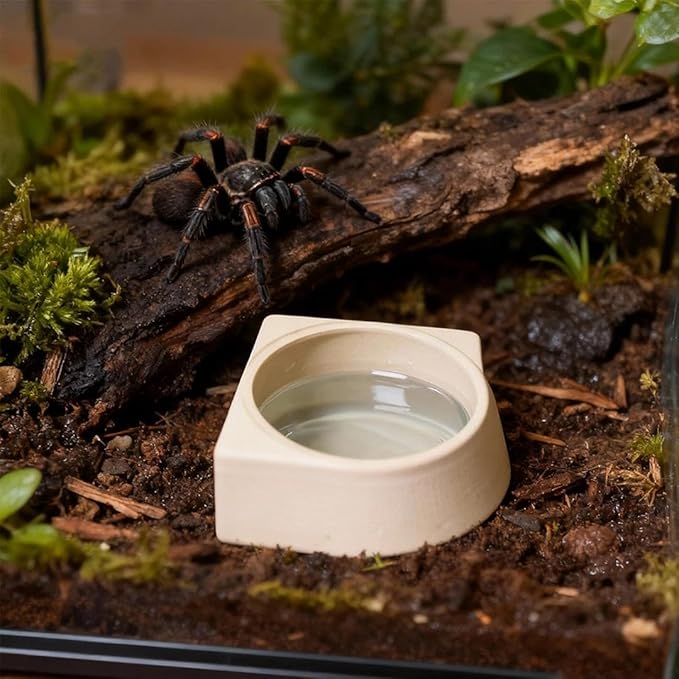 1 Pack Spider Micro Water Bowl Mini Tarantula Water Dish for Millipede Spiders Gecko Lizard Tiny Reptile Jumping Spider Enclosure Accessories (Small: 2.48" D) Cream White