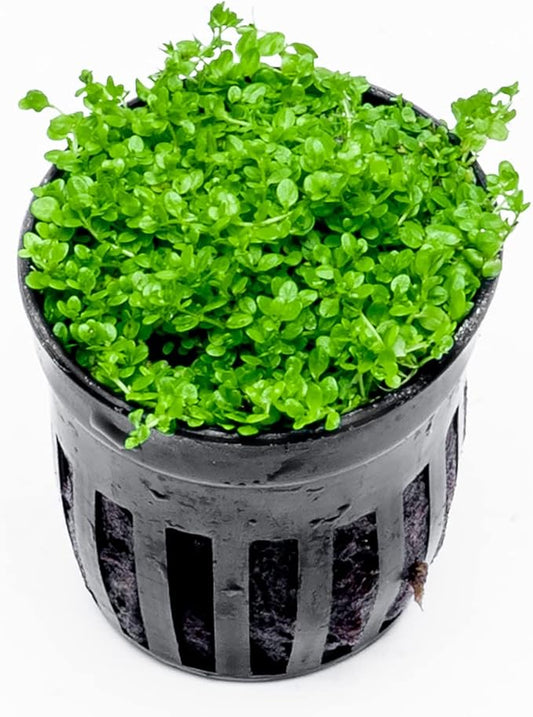 SubstrateSource Live Aquarium Stem Plants - Freshwater Aquatic Plant for Fish Tanks, Aquascaping - (Bacopa Australis, 1 Bunch)