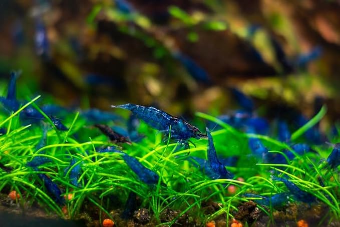 20+ High Grade Blue Dream Shrimps Neocaridina Live Freshwater Shrimp Aquarium Inverts (Live Guarantee or Replacemnt is Free)