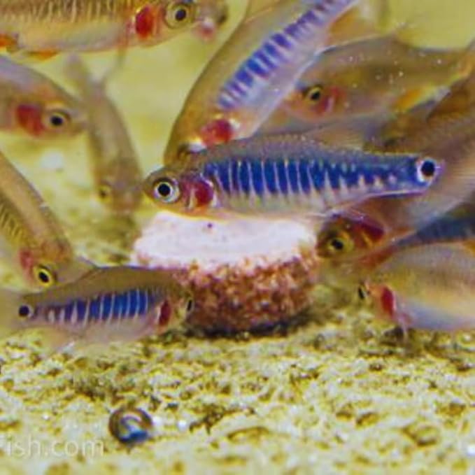 Neat&Tidy Emerald Dwarf Rasbora (Pack of 8 Fish) - Aquarium Exotic Freshwater Live Fish