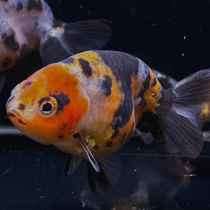 Calico Ranchu Goldfish 3" - Live Fish for Aquarium, Exotic Freshwater, Live Aquarium Fish