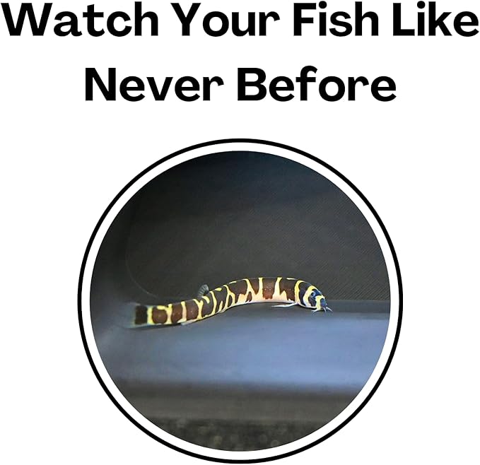 Lucky Critter Aquarium Underground Tunnel Cave Natural Curve Two Hole | Viewing Fish & Shrimp Under Gravel Tunnel | Fish Tank Decor Decoration Hideout Perfect for Corydora Catfish, Kuhli Loach, Pleco