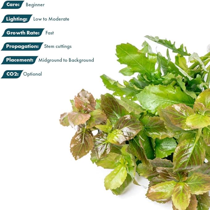 SubstrateSource Live Aquarium Stem Plants - Freshwater Aquatic Plant for Fish Tanks, Aquascaping - (Water Wisteria Hygrophila Difformis, 4 Bunches)