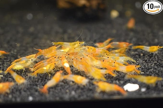 ShrimpRack™ 10 Live Freshwater Shrimps for Your Planted Tanks, Nano Aquariums. Fully Mature Breeding Age. Live Arrival Guarantee. Pick Your Colors (Orange Rili)